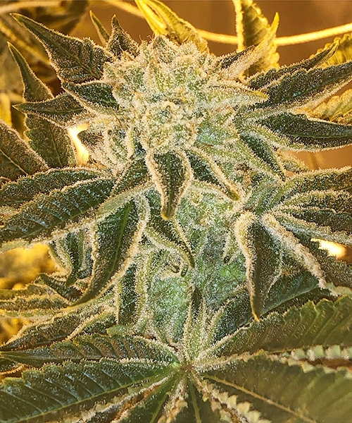 Chemfusion