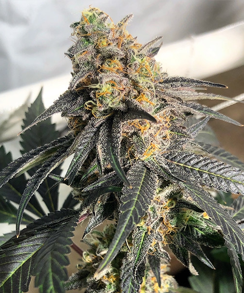 Crushed Berries