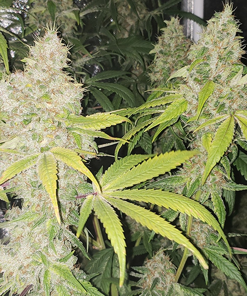 Hangover Haze