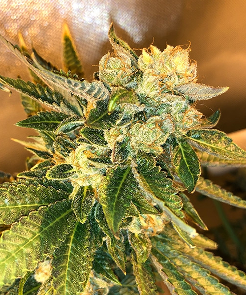 Sour Purple Funk