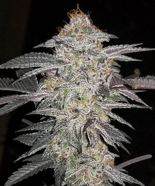 Tangie Wine